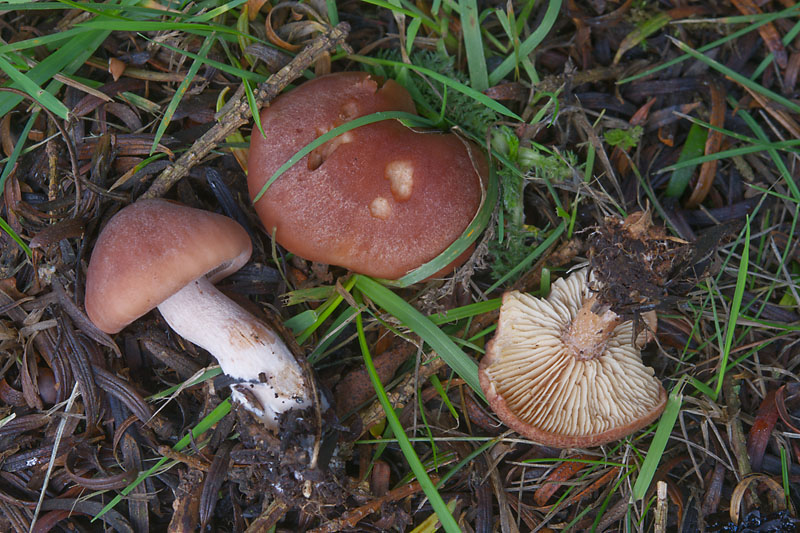 Rhodocybe gemina